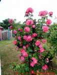 Eine naturnahe Blumenwiese anlegen - Rosenbusch